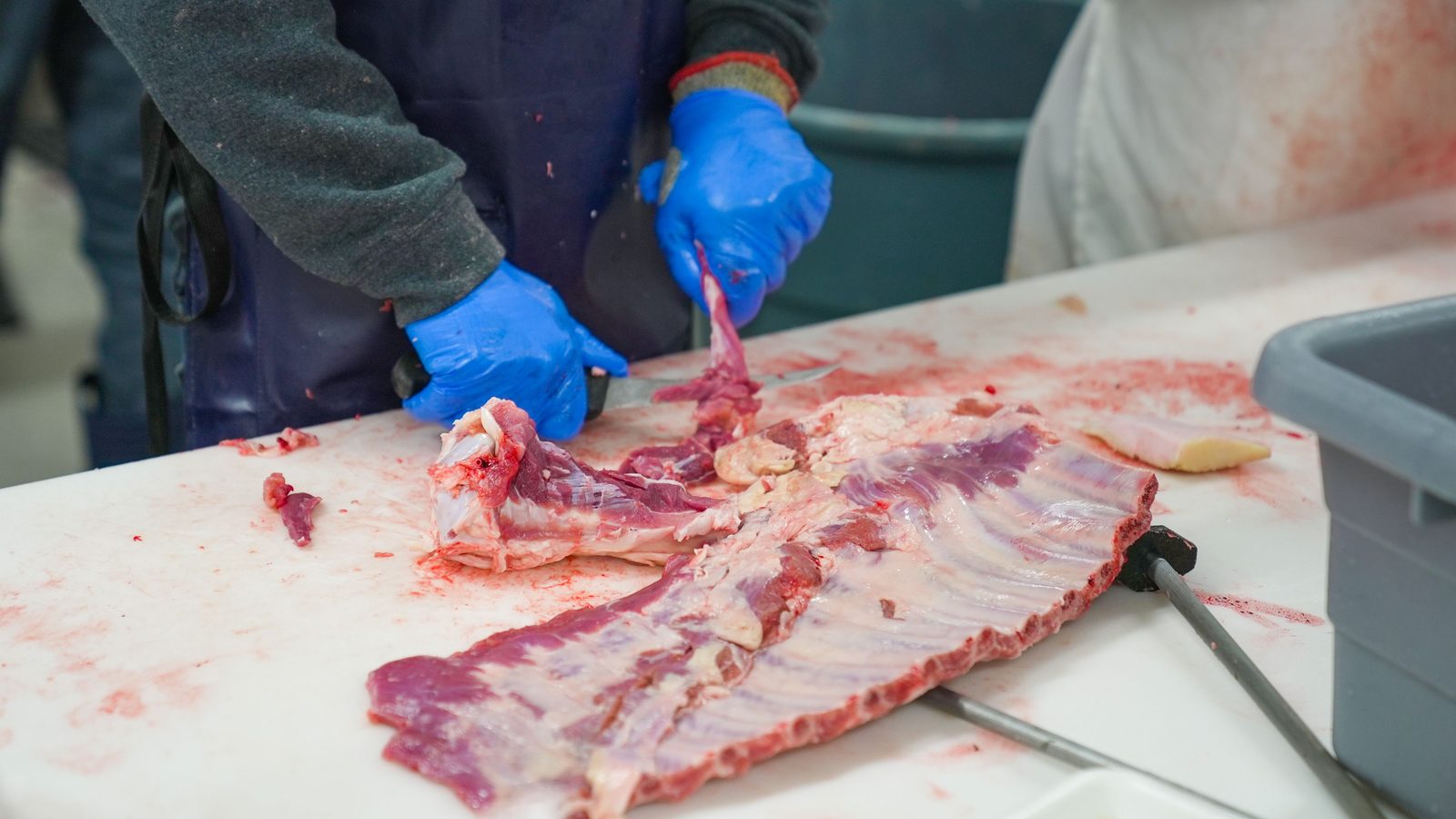 Eksekusi Qurban Profesional